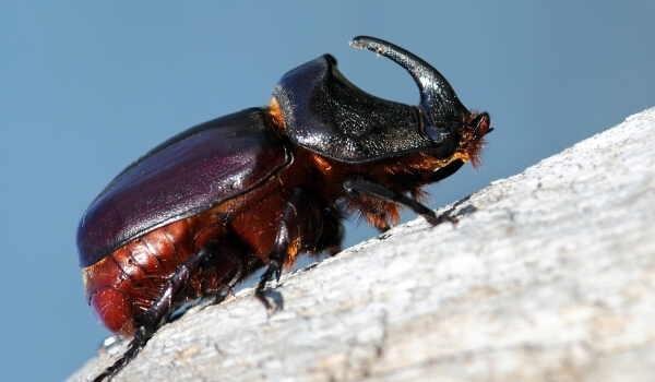 Фото: насекомое жук-носорог