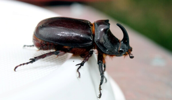 Фото: Самец жука-носорога