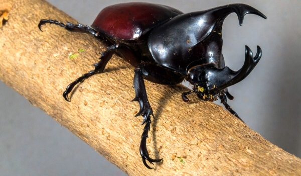 Фото: насекомое жук-носорог