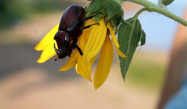 Фото: Большой жук-носорог