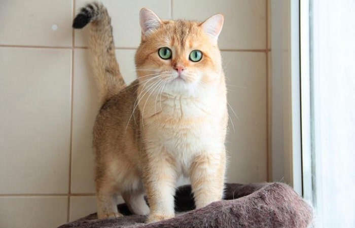 Британская золотая шиншилла и позаботьтесь о ней