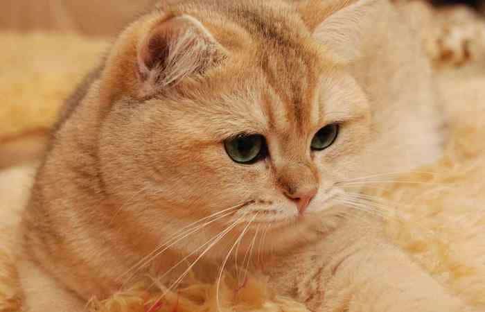 Британская золотистая шиншилла и уход за ней