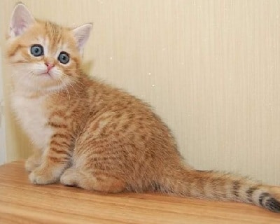 Британская золотистая шиншилла и уход за ней