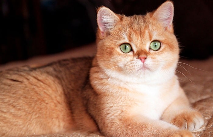 Британская золотистая шиншилла и уход за ней