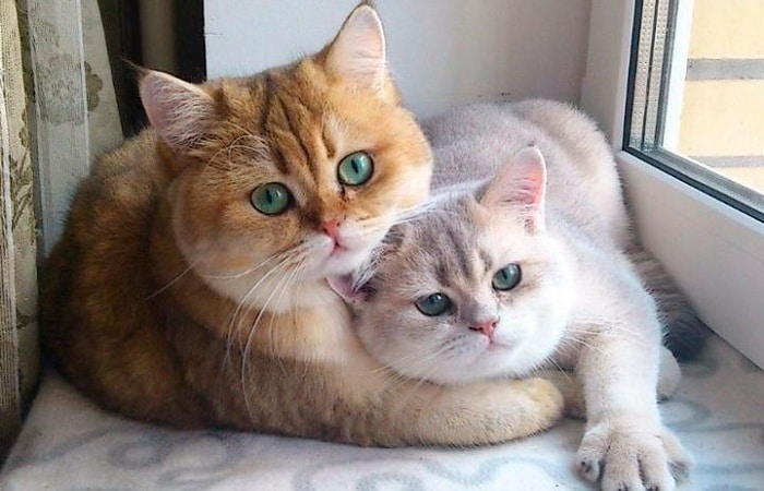 Британская золотая шиншилла и позаботьтесь о ней