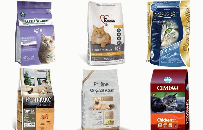 Британская золотистая шиншилла и уход за ней