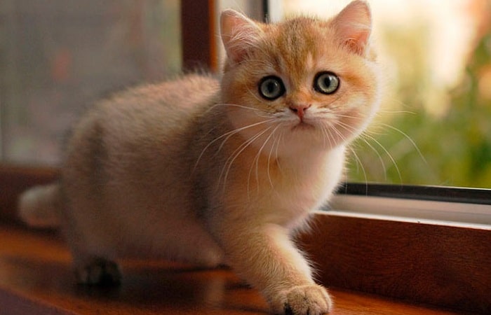 Британская золотистая шиншилла и уход за ней