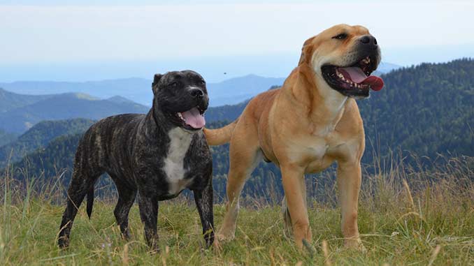 фото собак породы кадебо