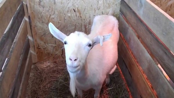 Сарай должен быть чистым