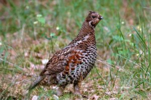 Тетерев в траве Рябчик