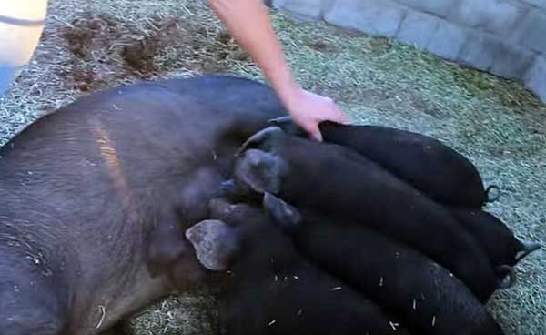 Малыши перекусывают