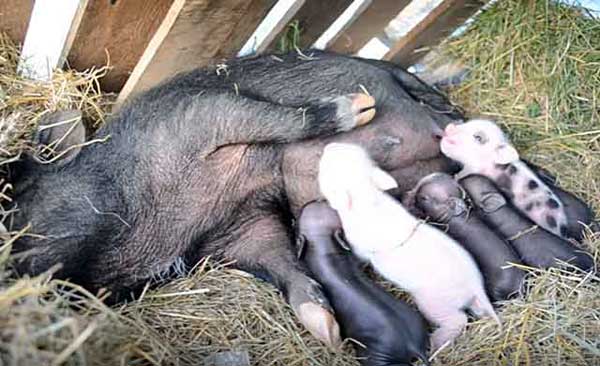 Младенцы имеют разные цвета