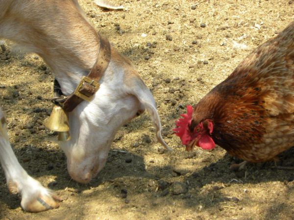 Совместное проживание с курами – не лучший вариант с точки зрения гигиены