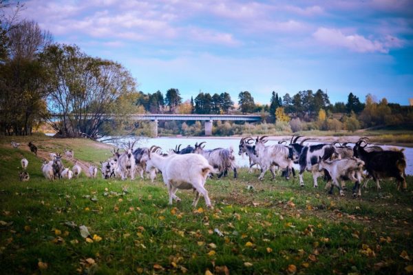Места выпаса желательно обозначить колышками