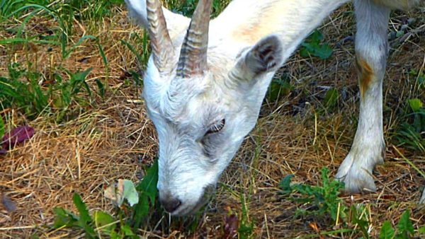 Коза относится к категории жвачных