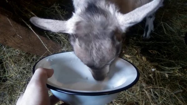 Дети пьют много жидкости