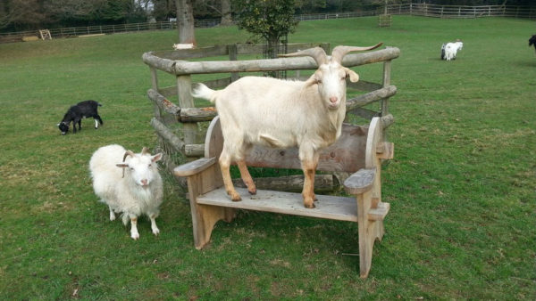 Один из самых продуктивных видов скота, пользующийся спросом во всем мире