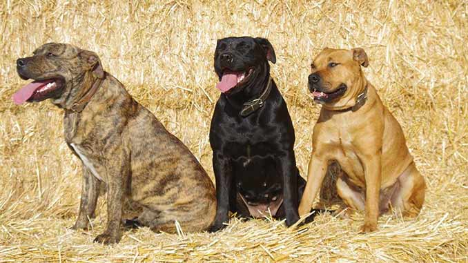 кадебо разных окрасов фото