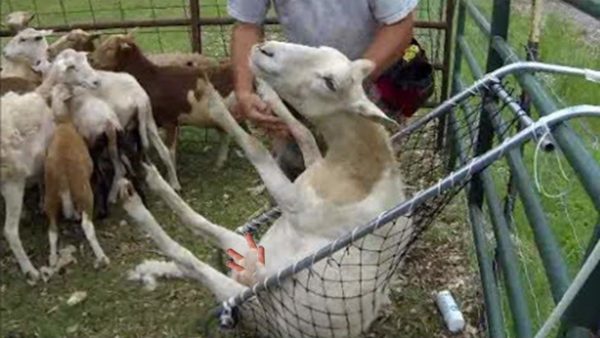 Обрезка копыт – одна из важнейших процедур по уходу за шерстью