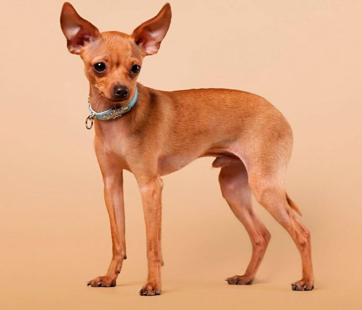 Русский той-терьер