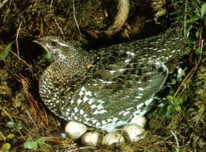 Гнездо рябчика Фритиллярий и яйца