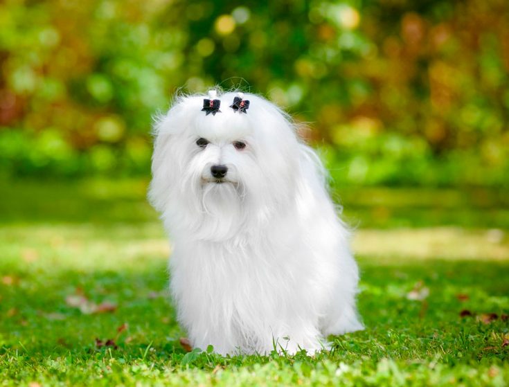 Мальтийская болонка