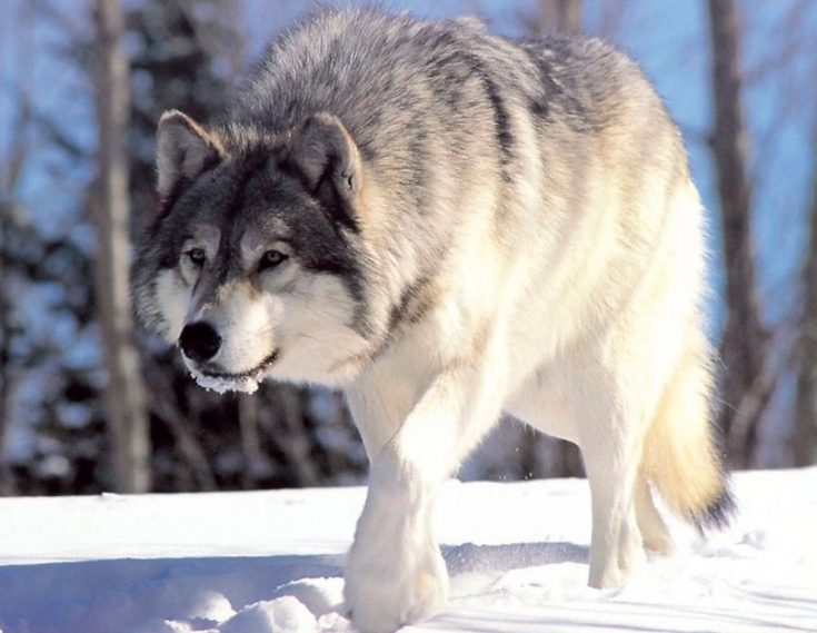 Поведение и образ жизни