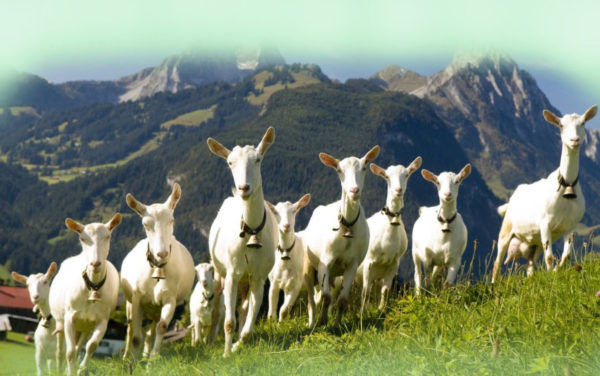 Зааненская коза – самая большая в мире