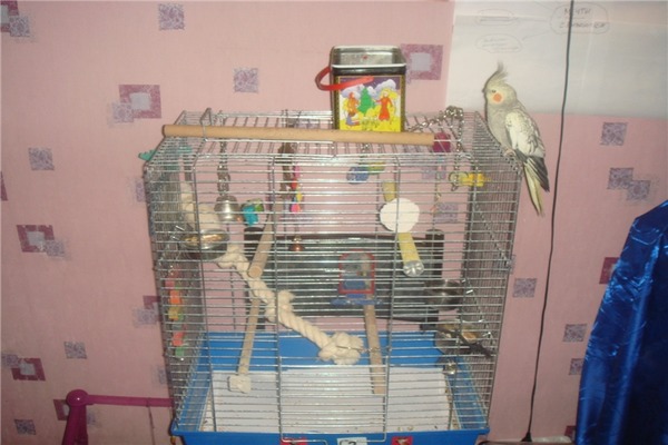 Клетка для кореллы