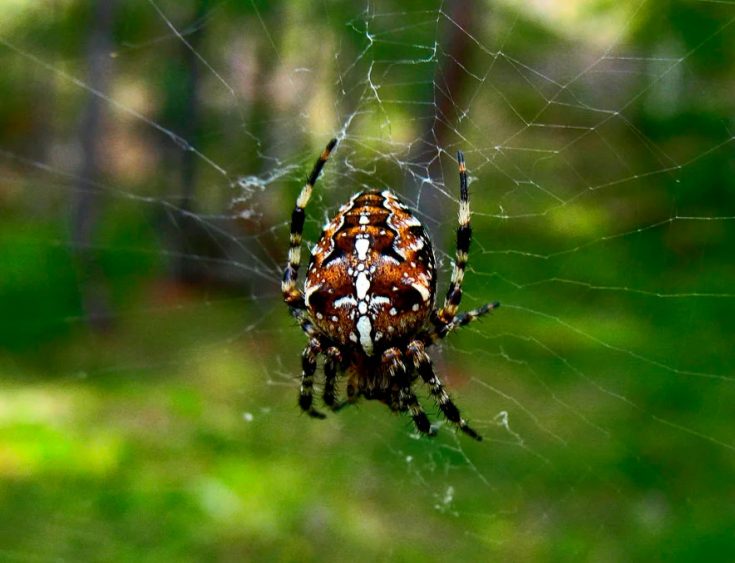 Обыкновенный паук крестовик: описание