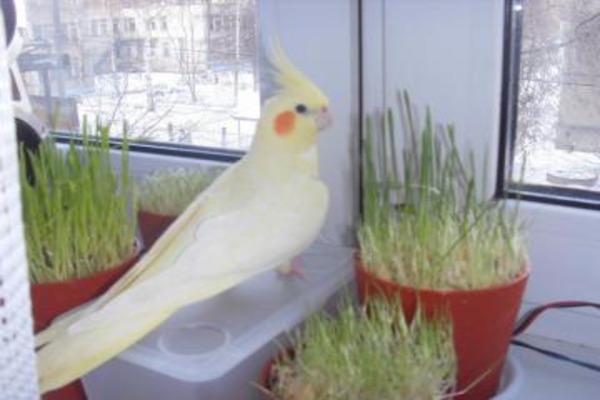 Создаем подходящий микроклимат для птиц