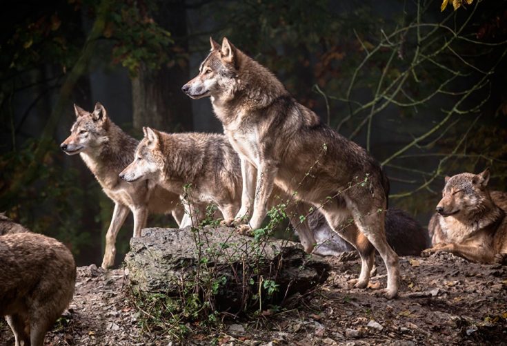 Естественная среда обитания