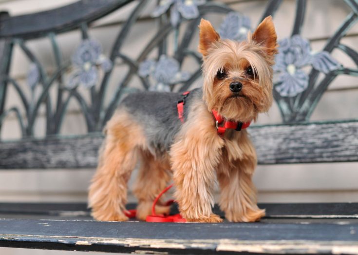 Йоркширский терьер