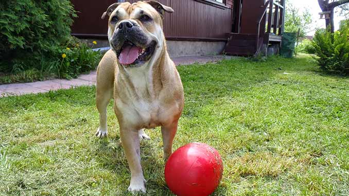 Кадебо с мячом фото