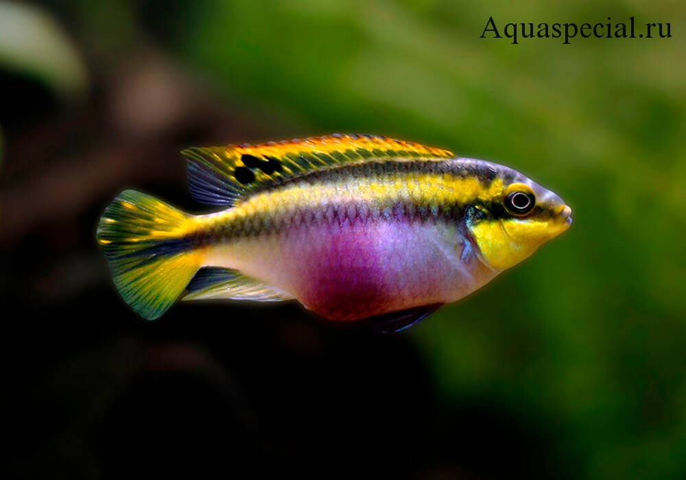 Пельвикахромис пульхер или цихлида попугайчик обыкновенный фото в аквариуме