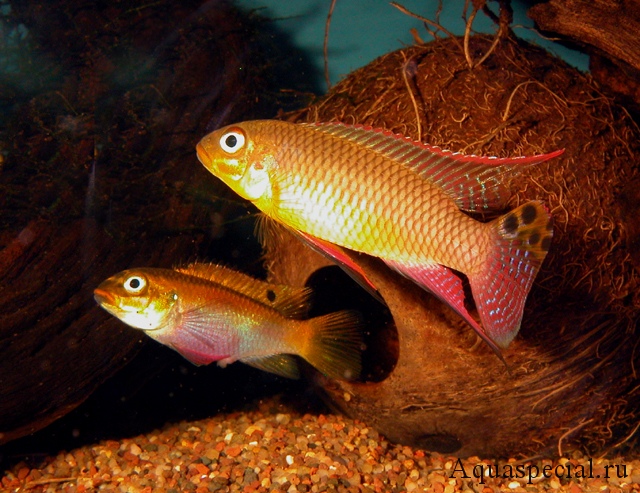 Пельвикахромис пульхер тениатус или изменчивый фото с описанием