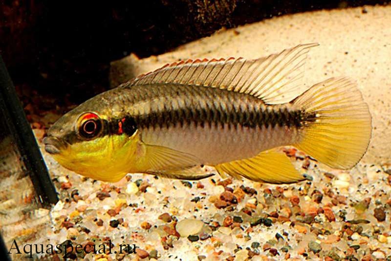 Пельвикахромис пульхер ролоффа (roloffi) фото