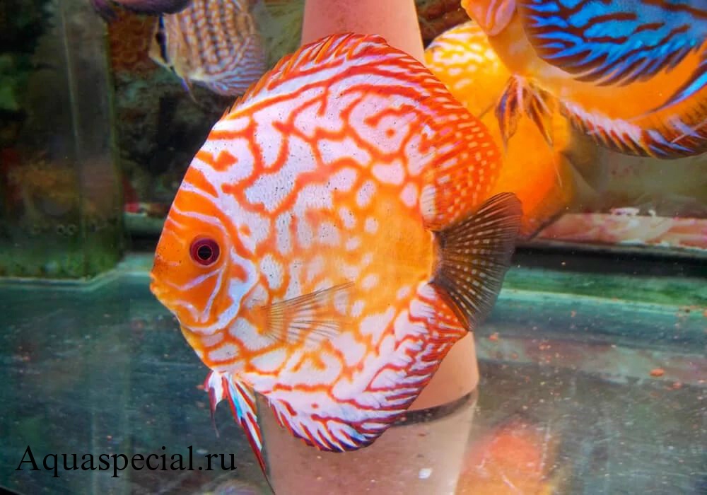 Фото крови дискусового голубя