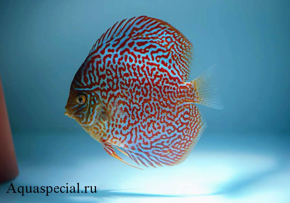 Дискус леопард