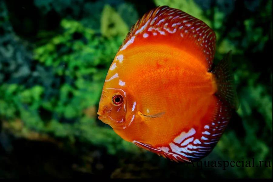 Описание Discus Marlboro с изображением