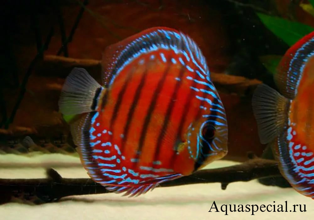 Цепи для дискусов