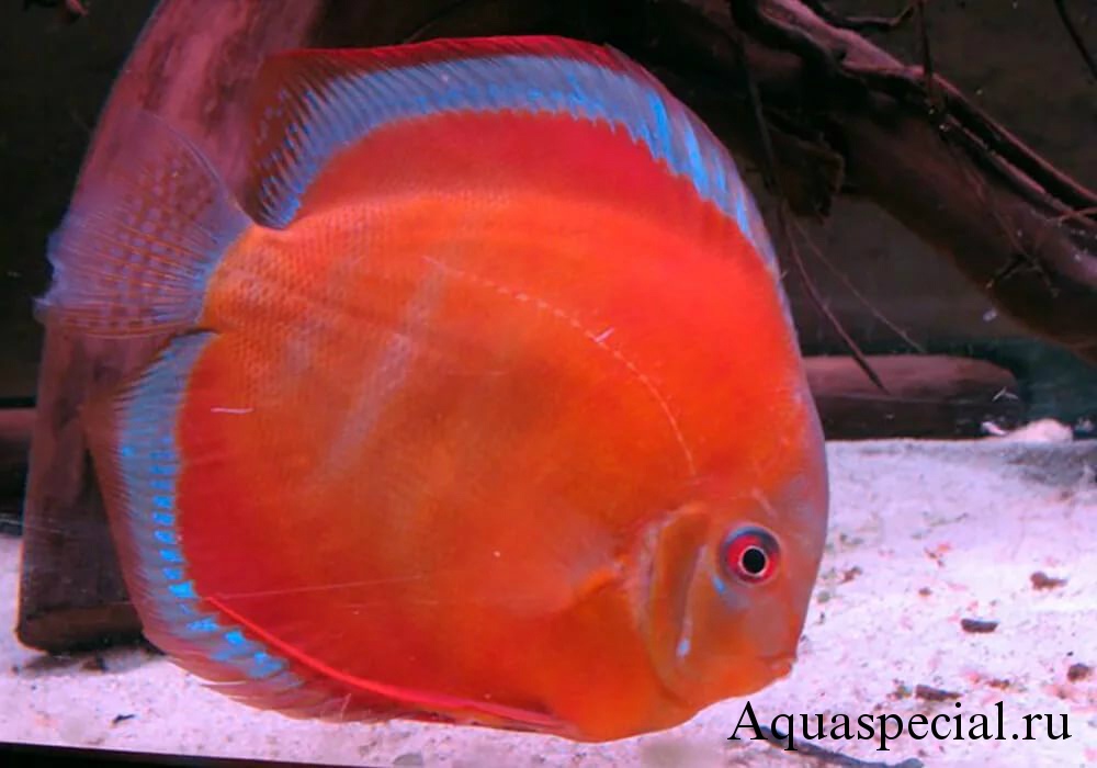 Дискус сан мера красный