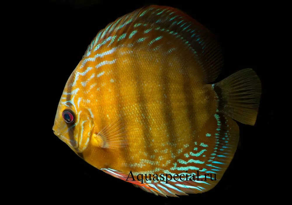 Дискус коричневый или похожее полосатое изображение