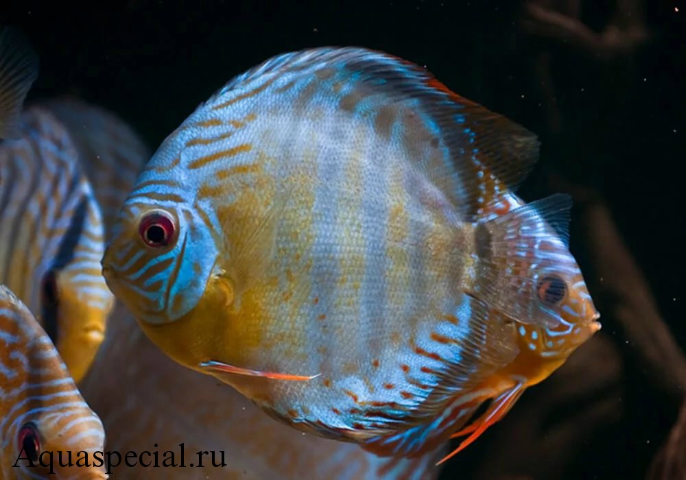 Дискус Геккеля