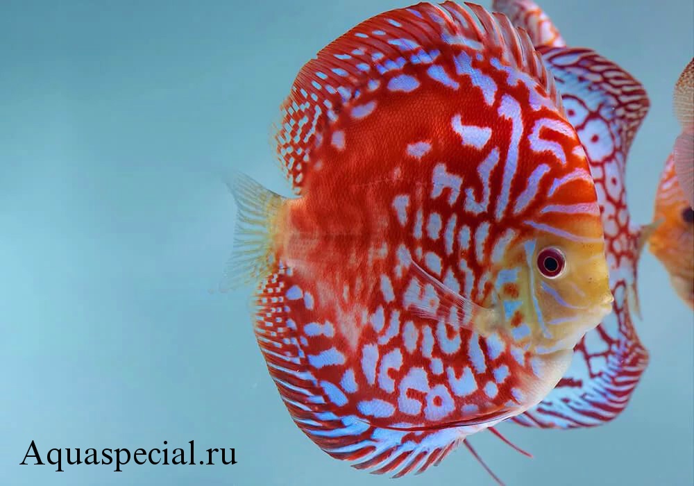 Дискус красная карточка. Описание аквариумных рыбок.