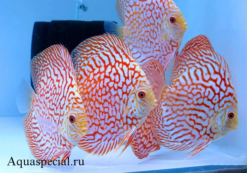 Шахматная дискуссия (шахматная доска)