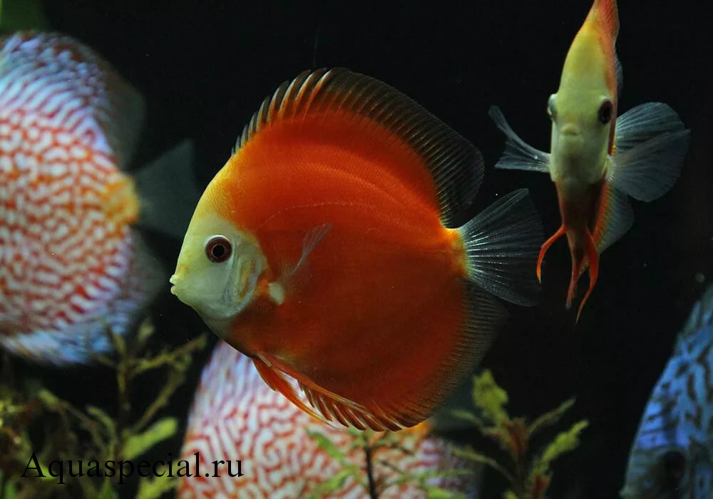 Дискус красная дыня (красная дыня)