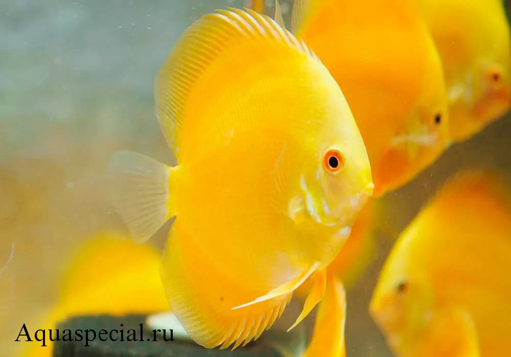 Описание вида золотой дискус