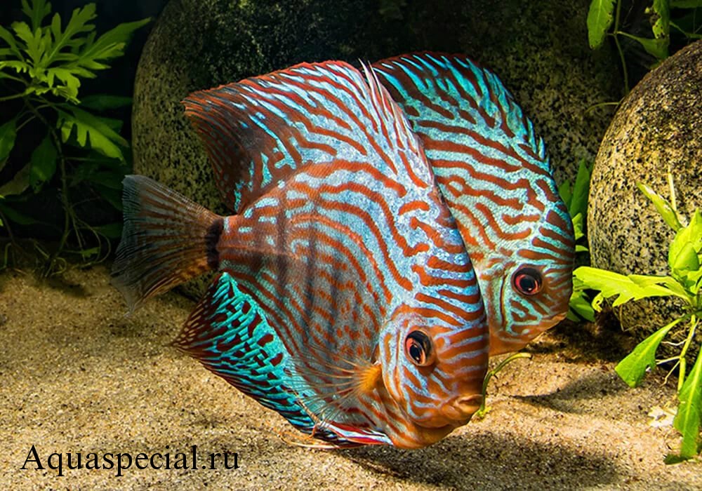 Синий образ диско