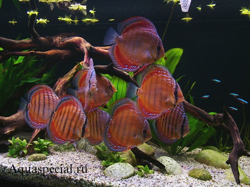 Аквариум с дискусами. Декоративный аквариум. Красивый аквариум с рыбками